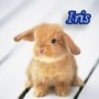 BibiBlitz